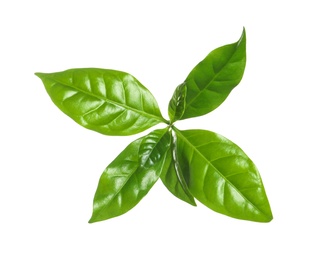 Photo of Fresh green coffee leaves isolated on white