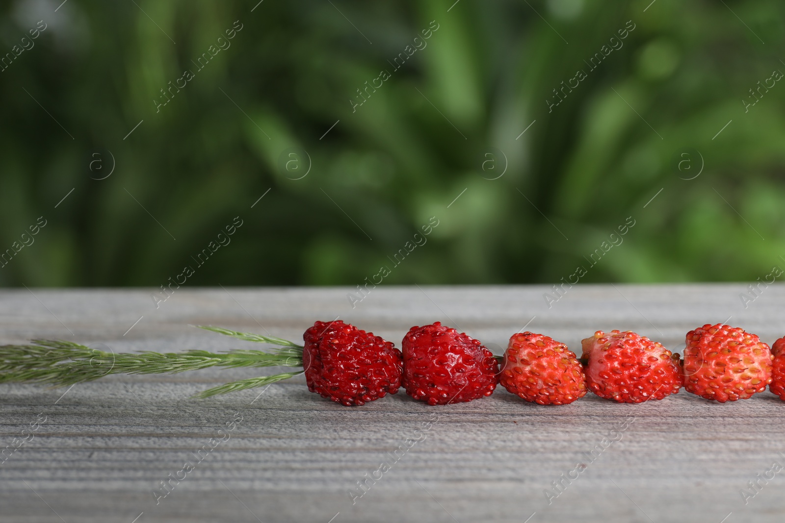 Photo of Grass stem with wild strawberries on white wooden table, closeup. Space for text