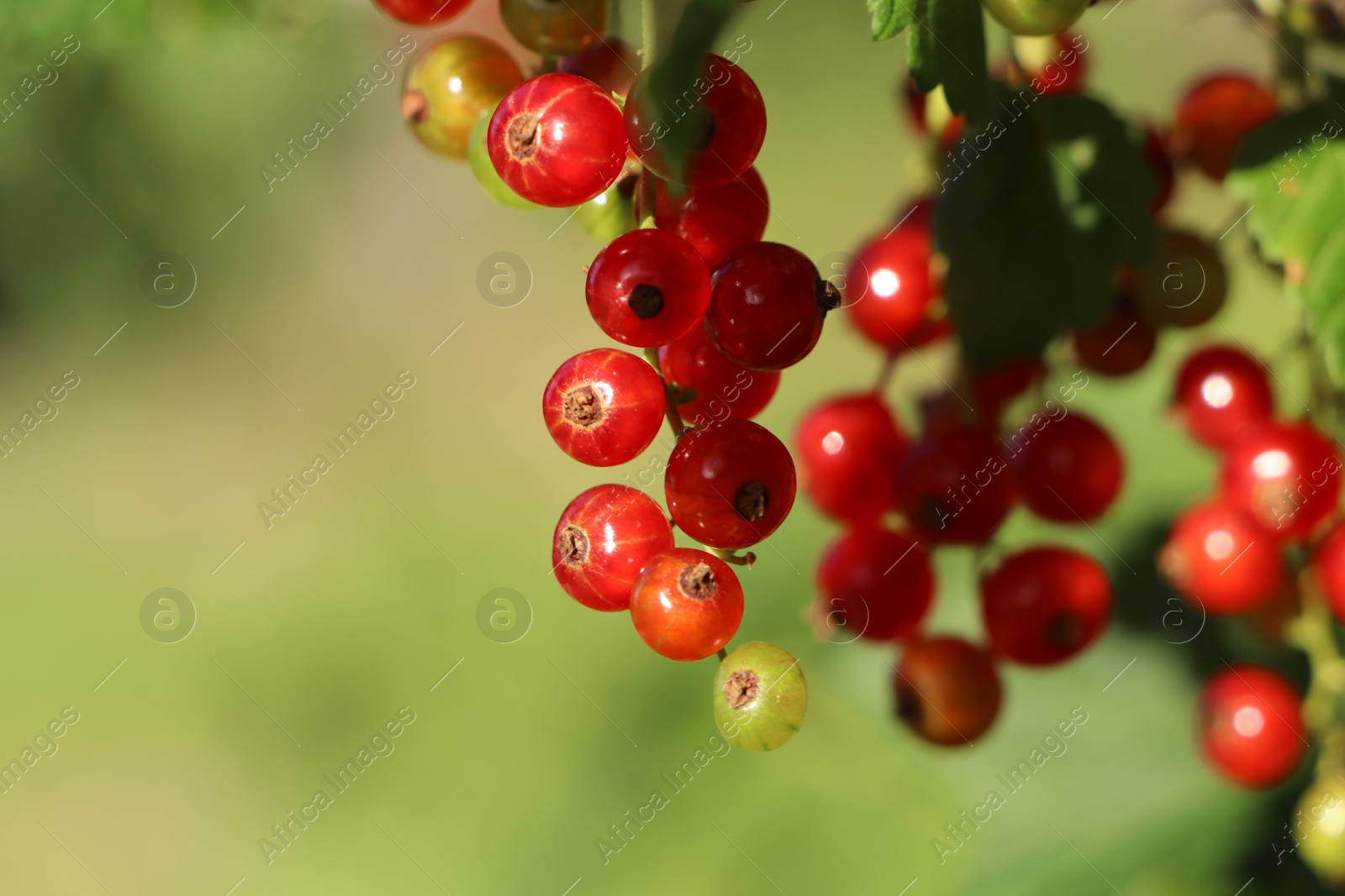 Photo of Closeup view of red currant bush with ripening berries outdoors on sunny day. Space for text