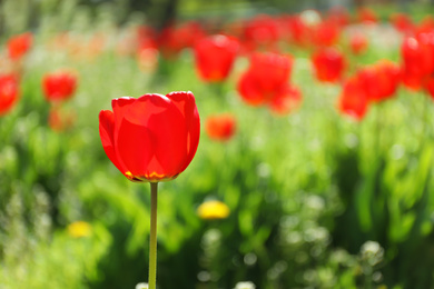 Photo of Blossoming tulips outdoors on sunny spring day