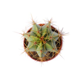 Photo of Beautiful green cactus in pot isolated on white, top view. Tropical plant