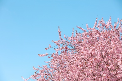 Branches of blossoming spring tree with tiny flowers against blue sky outdoors. Space for text