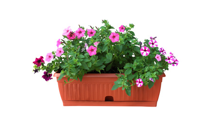 Beautiful flowers in plant pot on white background 