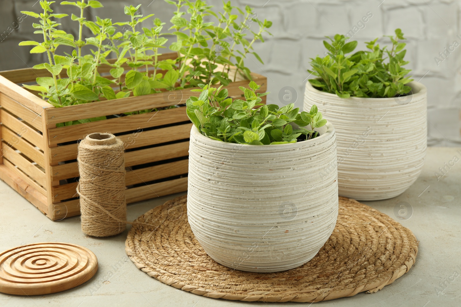 Photo of Aromatic potted oregano on light grey table