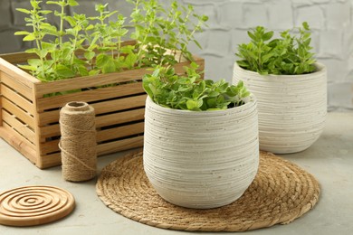 Aromatic potted oregano on light grey table