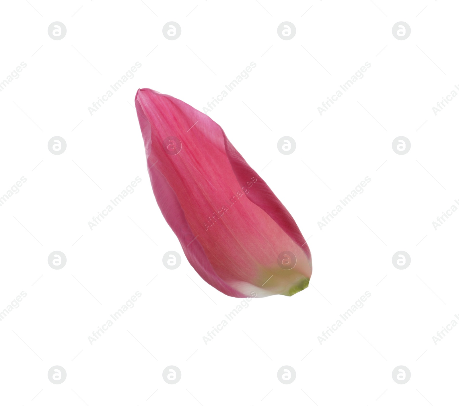 Photo of Beautiful fresh tulip petal isolated on white