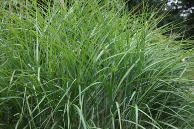 Beautiful green miscanthus sinensis growing in park