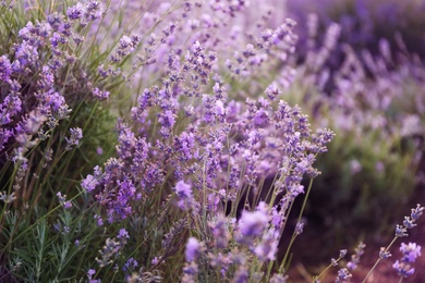 Beautiful blooming lavender in field on summer day