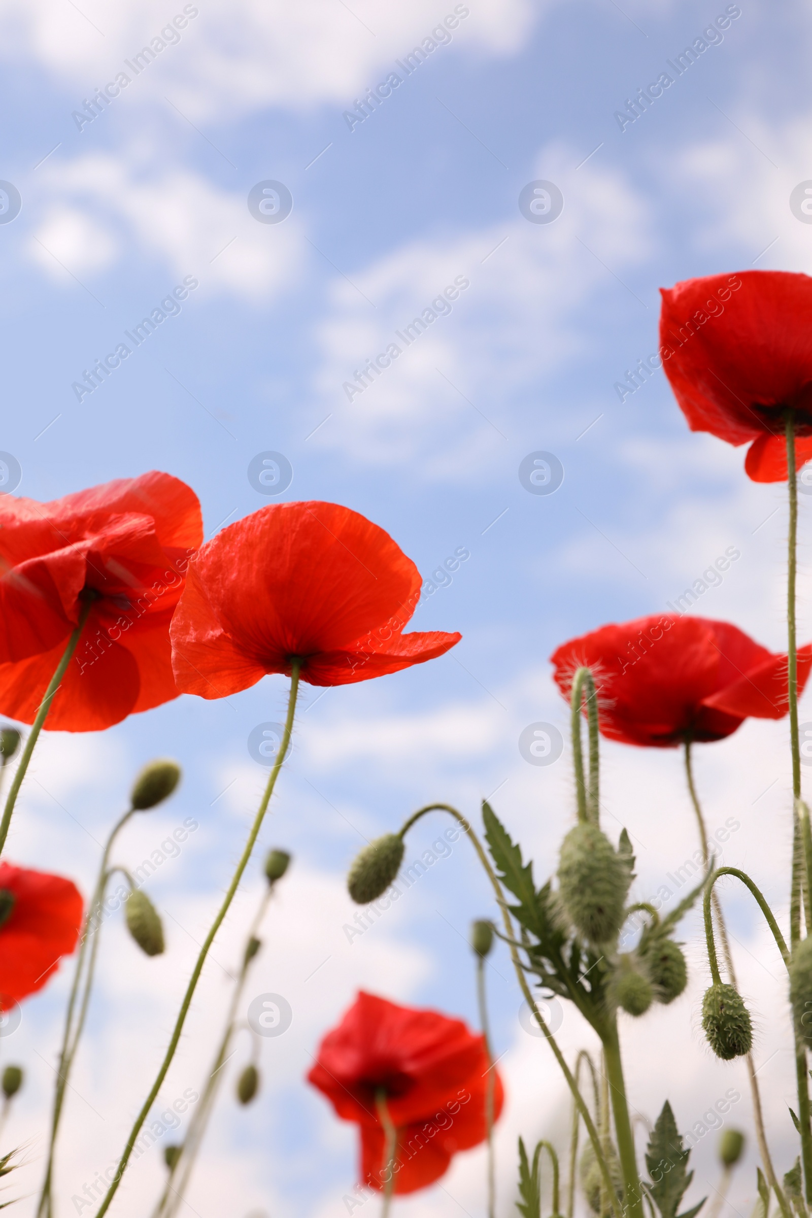 Photo of Beautiful red poppy flowers against blue sky with clouds, closeup
