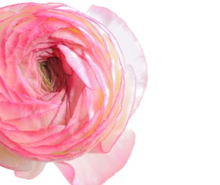 Photo of Beautiful fresh ranunculus flower on white background, closeup