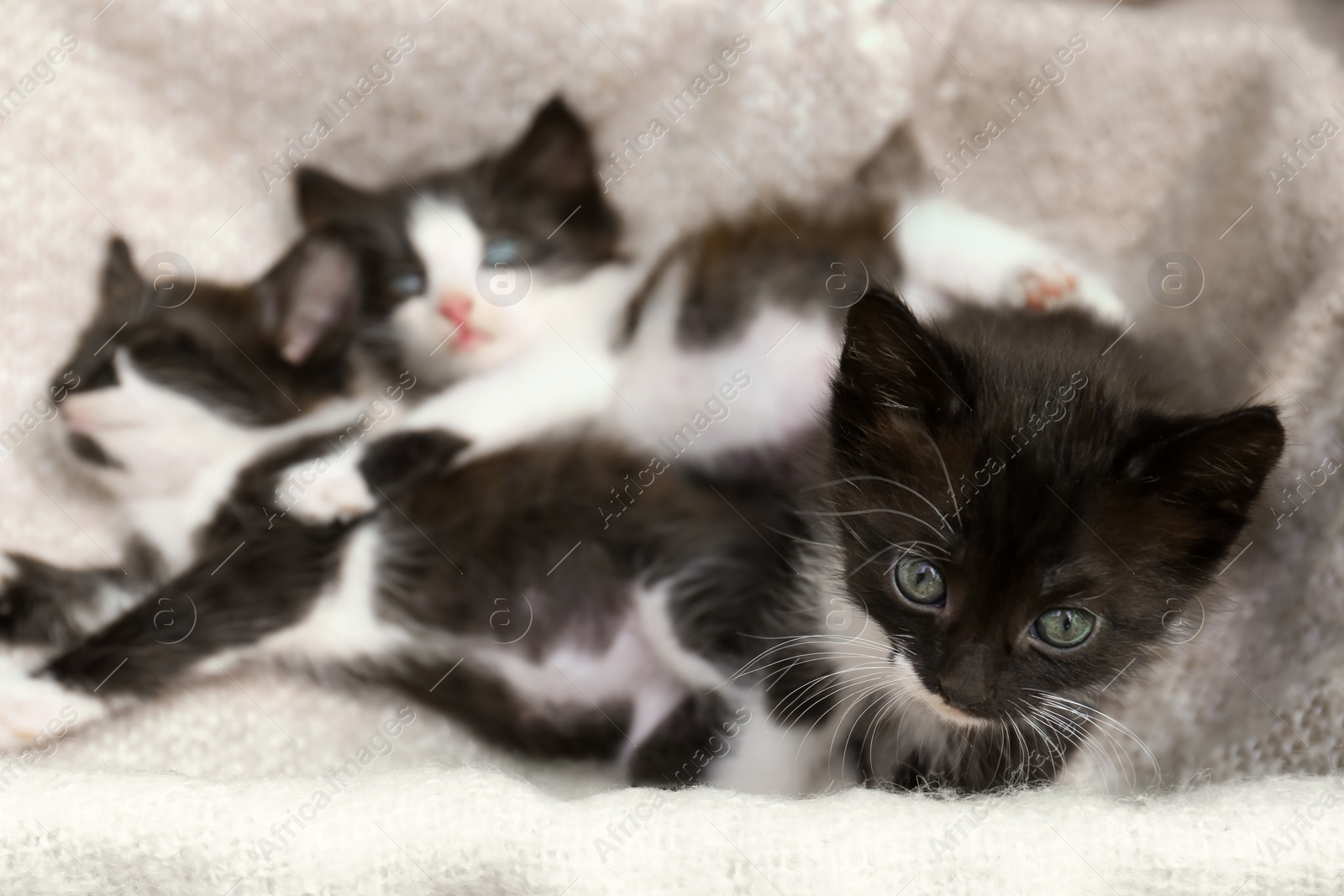 Photo of Cute baby kittens lying on cozy blanket