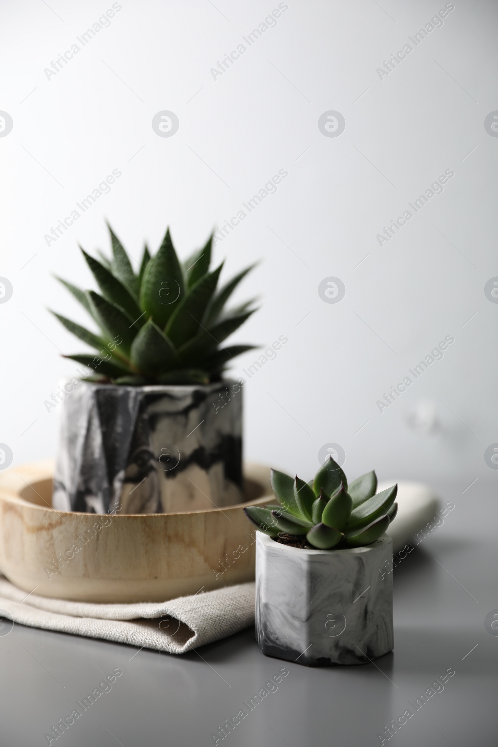 Photo of Beautiful potted succulents on light grey table