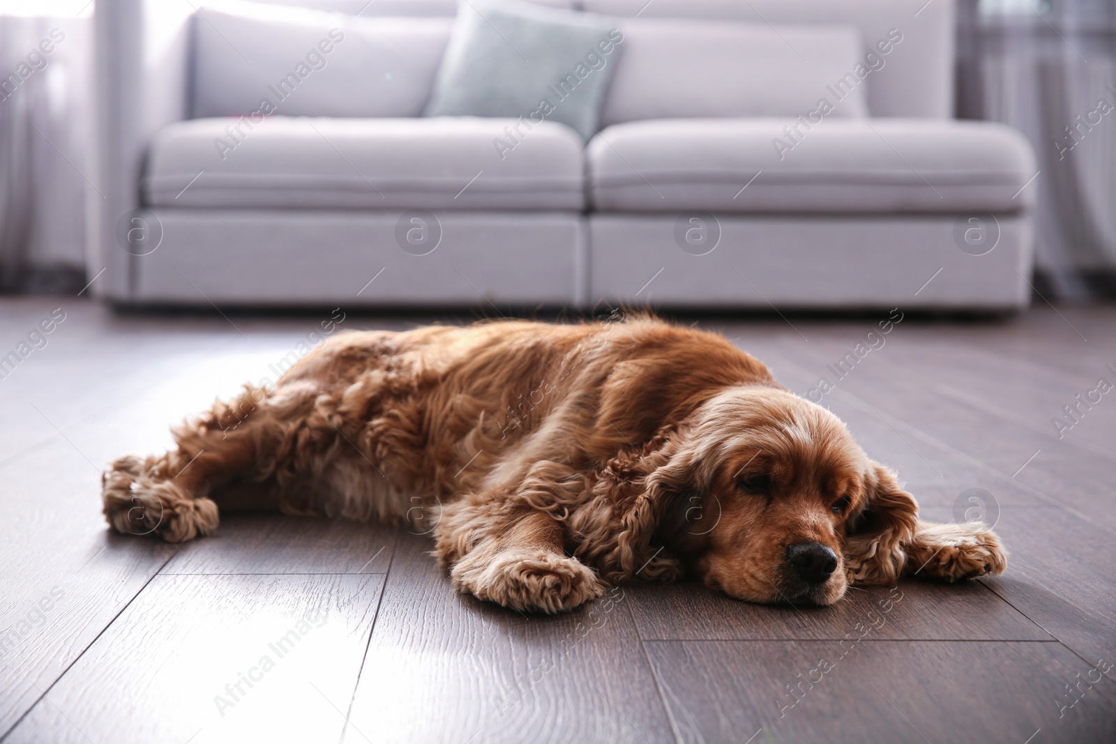 Photo of Cute Cocker Spaniel dog lying on warm floor indoors. Heating system