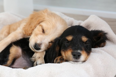 Photo of Cute English Cocker Spaniel puppies sleeping on soft plaid