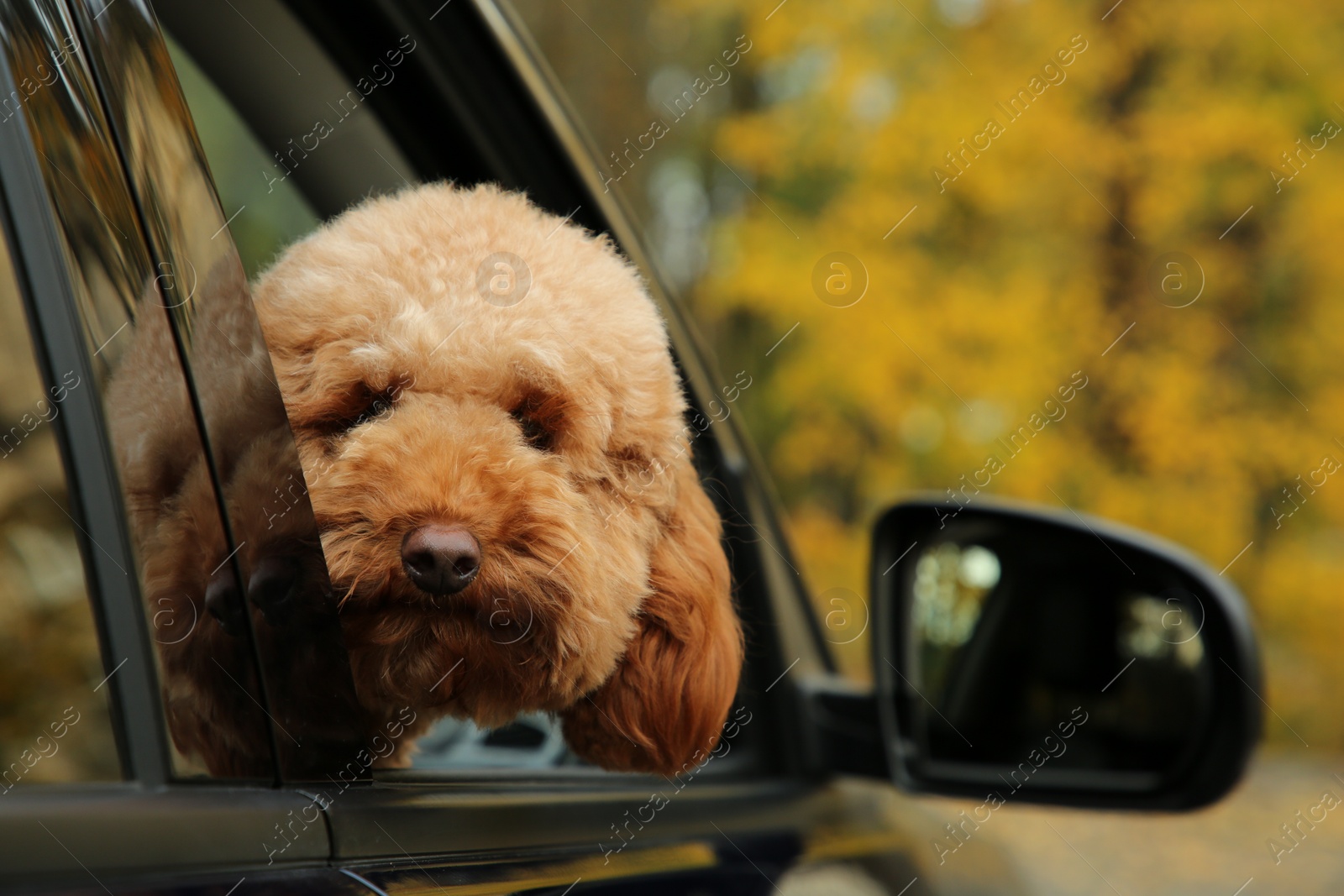 Photo of Cute dog inside black car, view from outside. Space for text