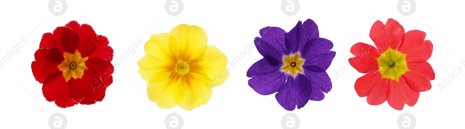 Image of Set with different beautiful primula (primrose) flowers on white background, banner design. Spring blossom