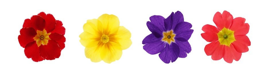 Image of Set with different beautiful primula (primrose) flowers on white background, banner design. Spring blossom