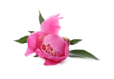 Beautiful pink peony flower isolated on white