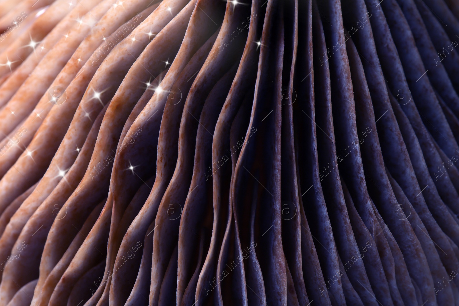 Image of Fresh psilocybin mushroom, macro view. Gills of magic mushroom with stars, color toned