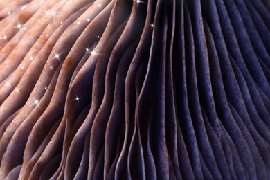 Image of Fresh psilocybin mushroom, macro view. Gills of magic mushroom with stars, color toned