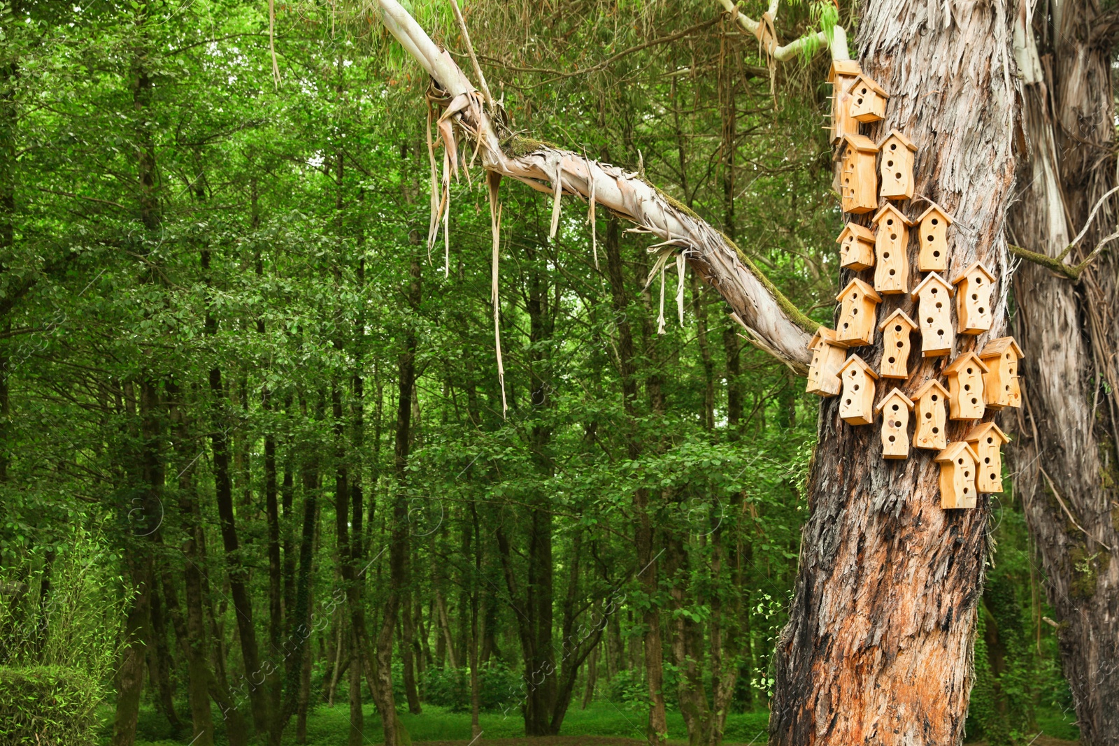 Photo of Big old tree with many bird houses on trunk in park