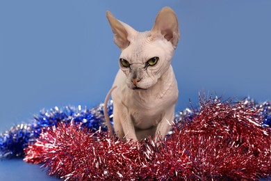 Photo of Adorable Sphynx cat with colorful tinsels on blue background