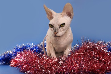 Adorable Sphynx cat with colorful tinsels on blue background