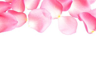 Photo of Fresh pink rose petals on white background, top view