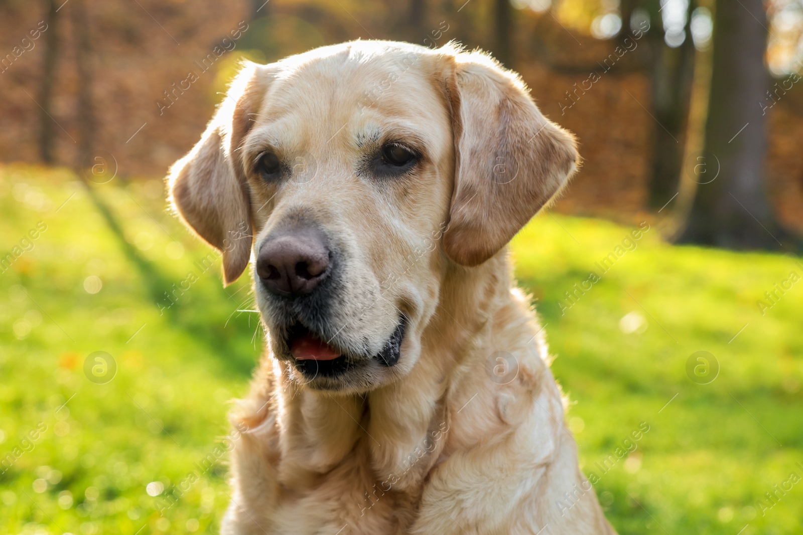 Photo of Cute Labrador Retriever dog in sunny autumn park, closeup