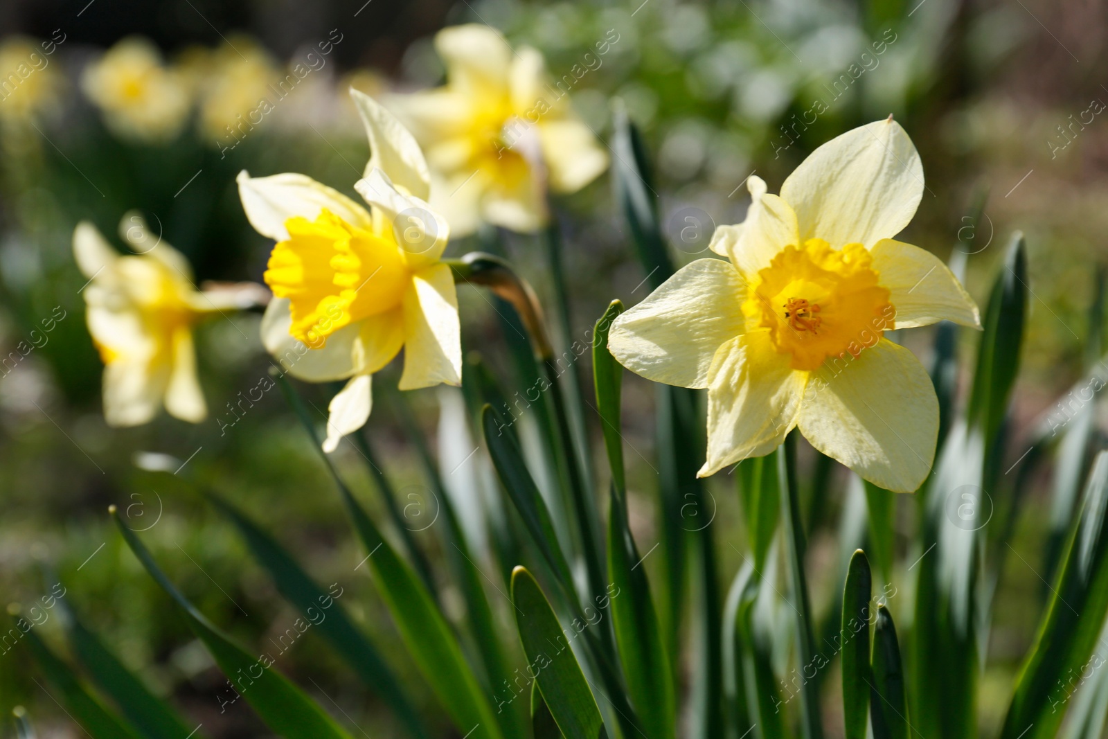Photo of Beautiful yellow daffodils outdoors on spring day, closeup