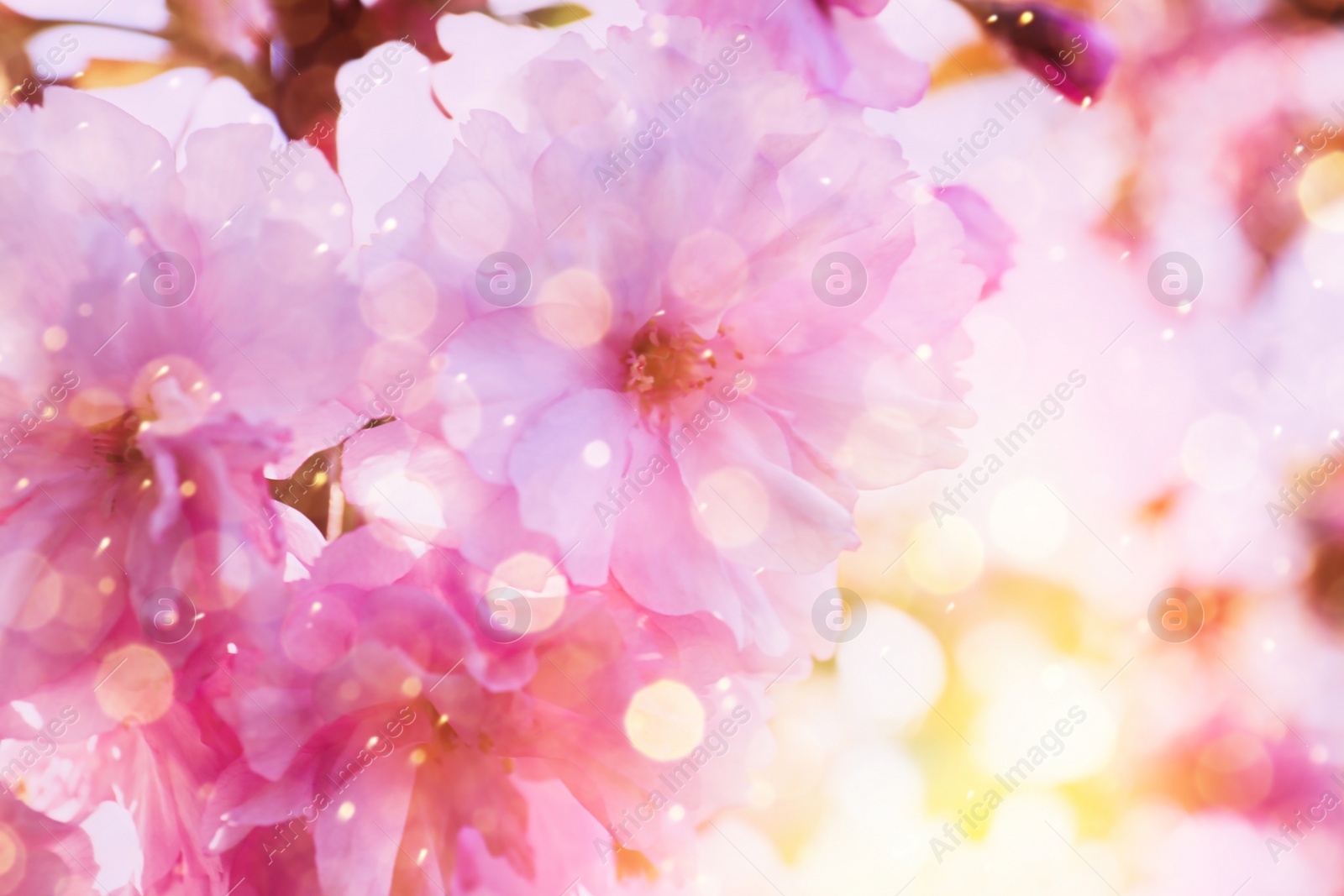 Image of Blossoming sakura tree outdoors on spring day, closeup