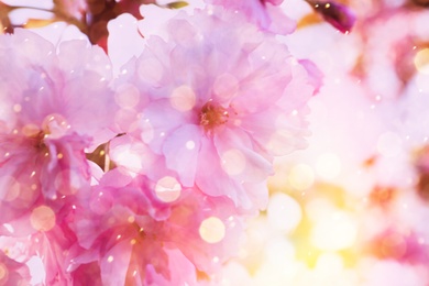 Image of Blossoming sakura tree outdoors on spring day, closeup