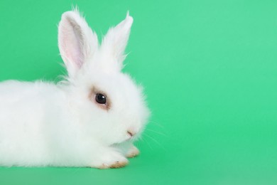 Photo of Fluffy white rabbit on green background, space for text. Cute pet