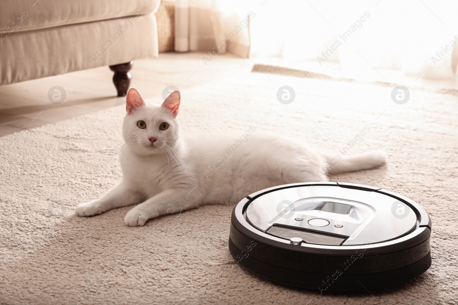 Photo of Modern robotic vacuum cleaner and cute cat on floor indoors