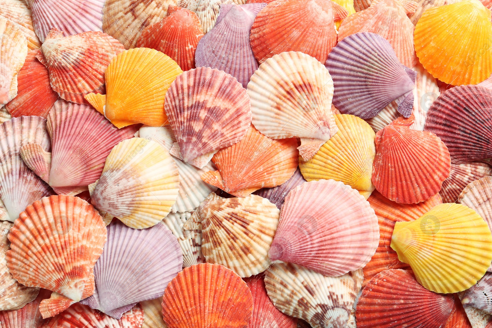 Photo of Top view of beautiful color seashells as background