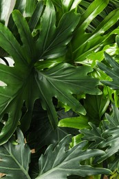 Photo of Monstera with lush leaves, closeup. Tropical plant