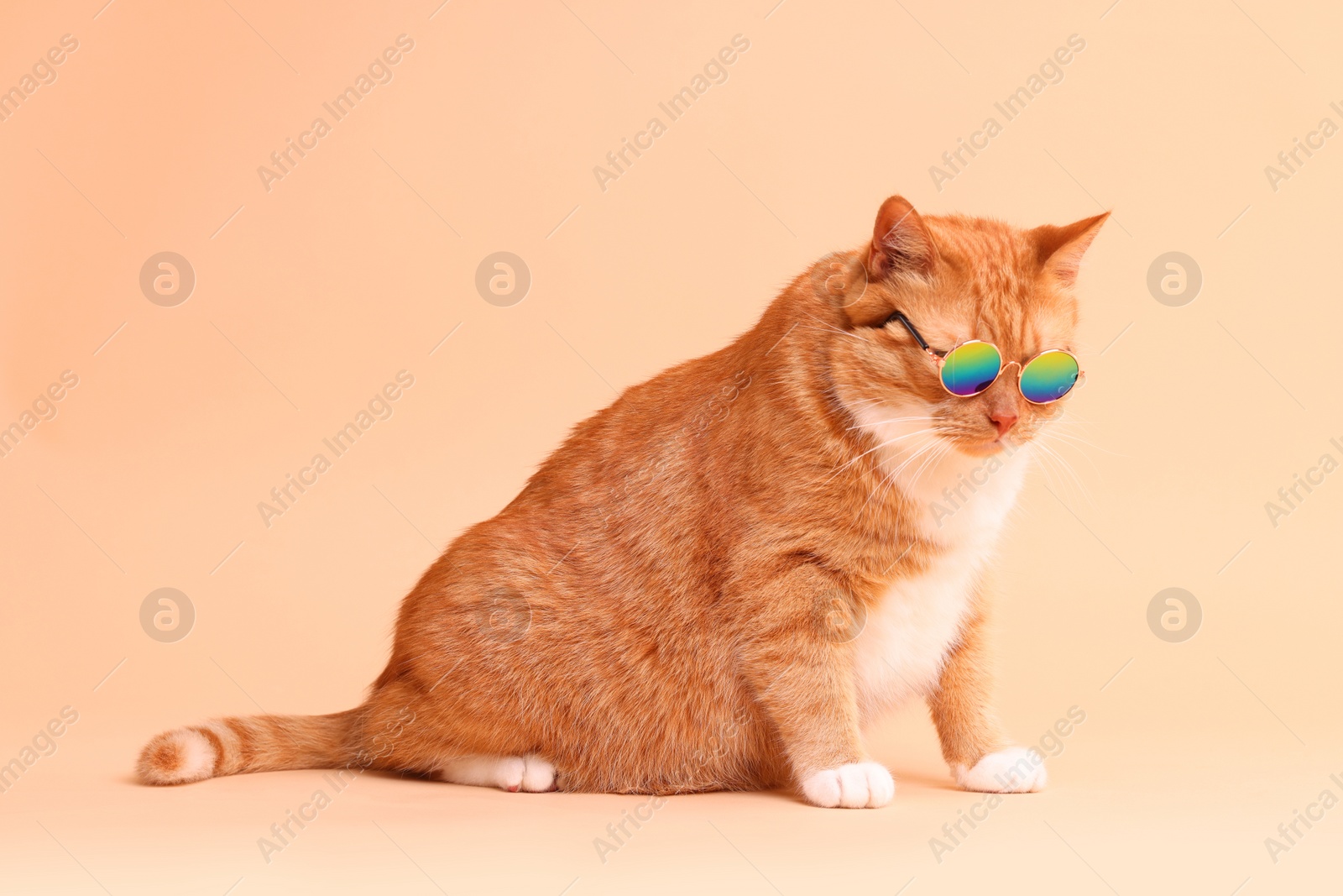 Photo of Cute ginger cat in stylish sunglasses on beige background