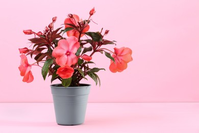 Photo of Impatiens in flower pot on pink background. Space for text