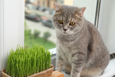 Photo of Cute cat near fresh green grass on windowsill indoors