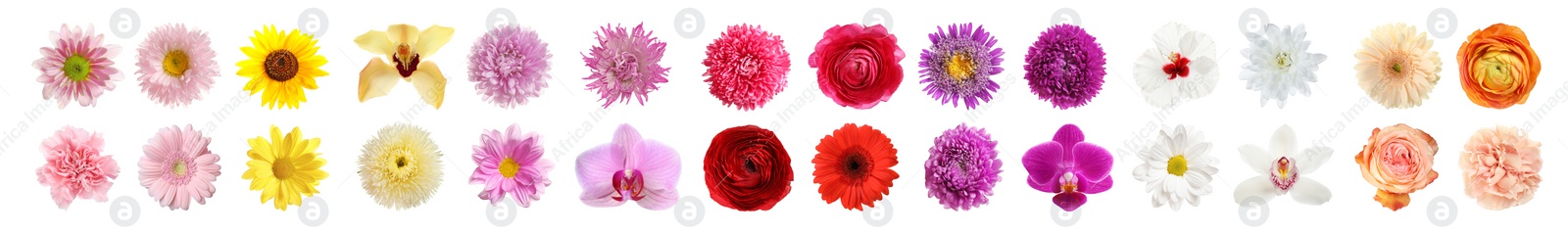 Image of Set of different beautiful flowers on white background. Banner design