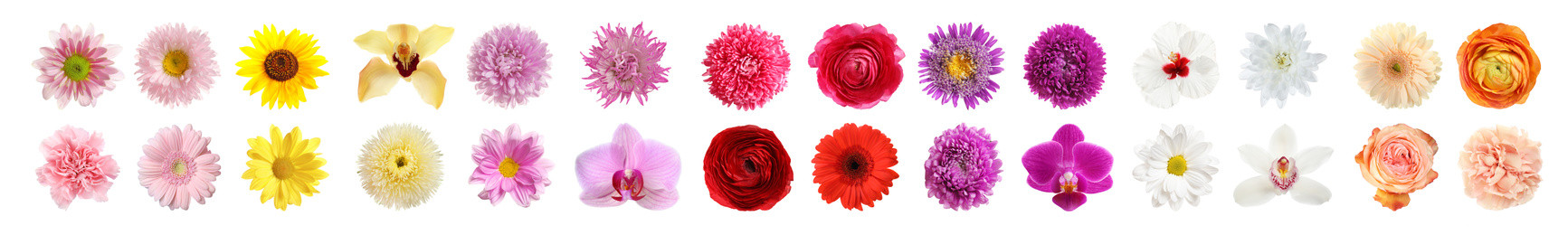 Image of Set of different beautiful flowers on white background. Banner design