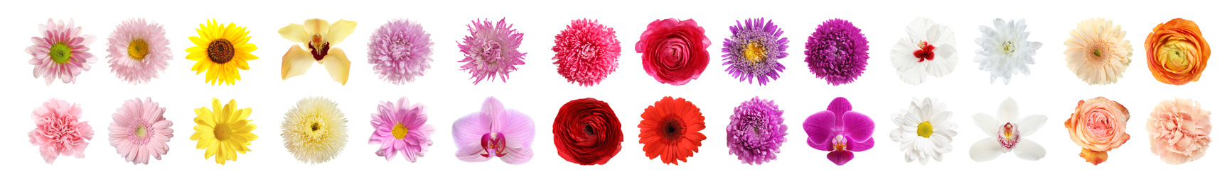 Set of different beautiful flowers on white background. Banner design