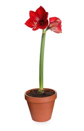 Photo of Beautiful red amaryllis flower isolated on white