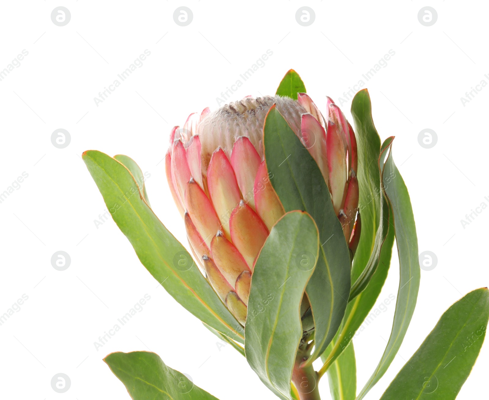 Photo of Beautiful protea flower on white background. Tropical plant