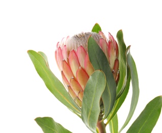 Photo of Beautiful protea flower on white background. Tropical plant