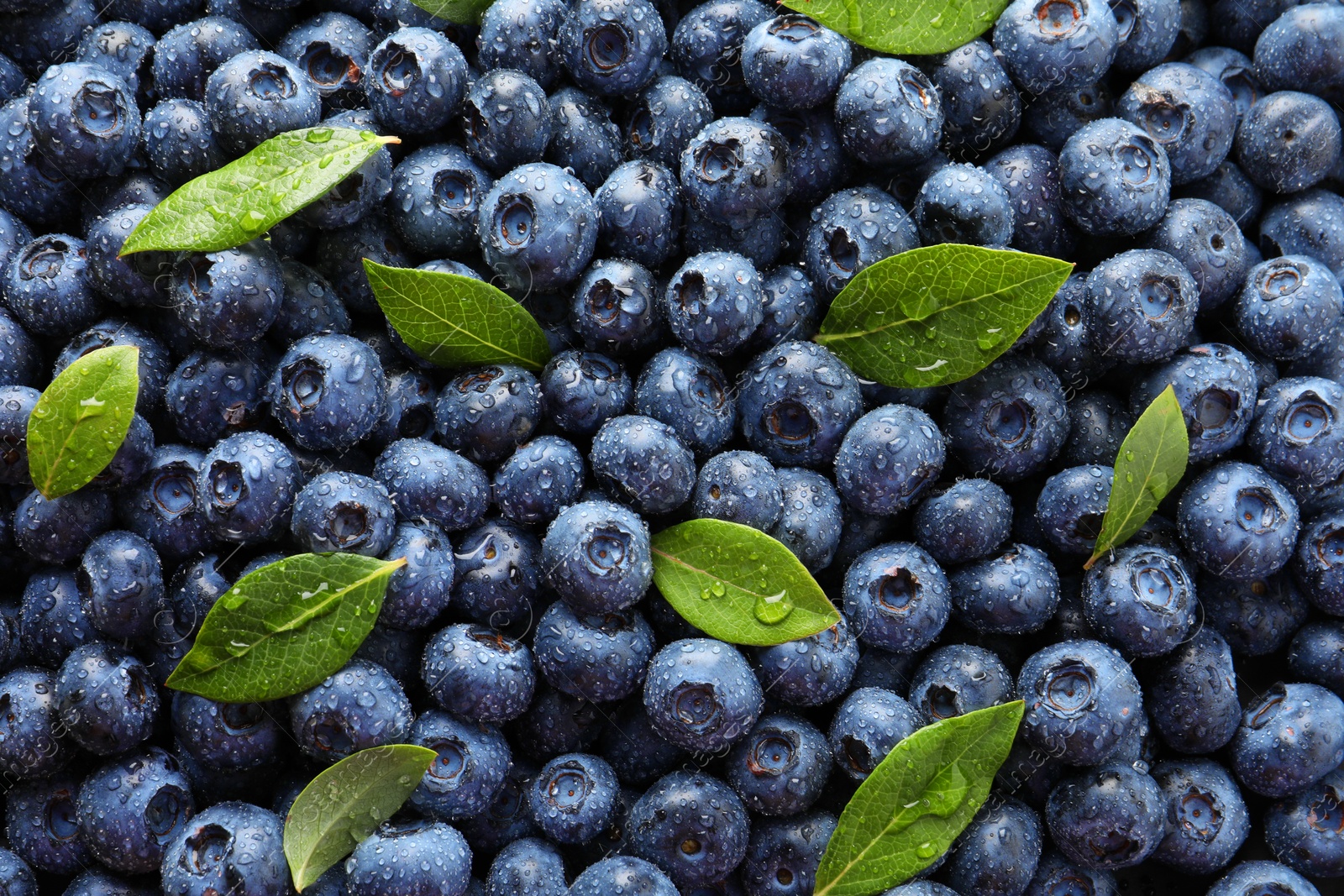 Photo of Wet fresh blueberries with green leaves as background, top view