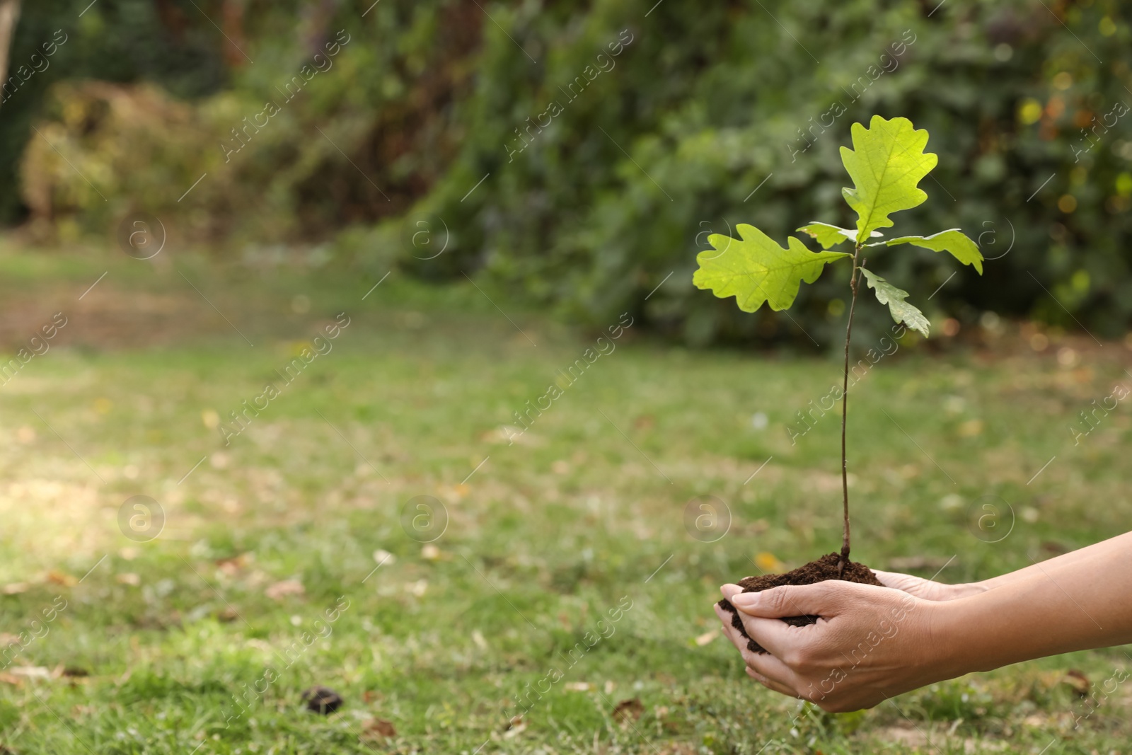 Photo of Woman holding pile of soil and sapling in park, closeup view with space for text. Planting tree