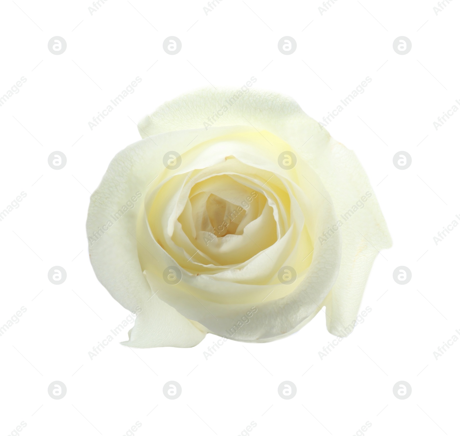 Photo of Beautiful fresh rose on white background, top view. Perfect gift