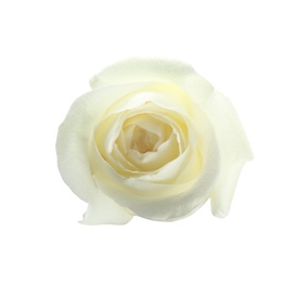 Beautiful fresh rose on white background, top view. Perfect gift