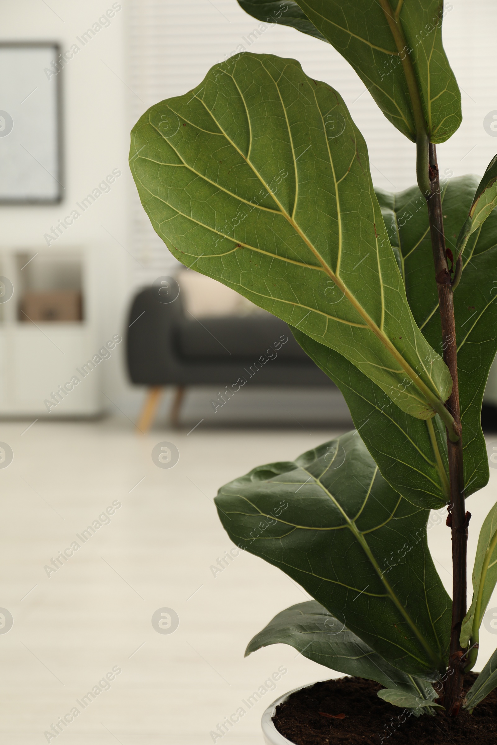 Photo of Fiddle Fig or Ficus Lyrata plant with green leaves indoors, closeup. Space for text